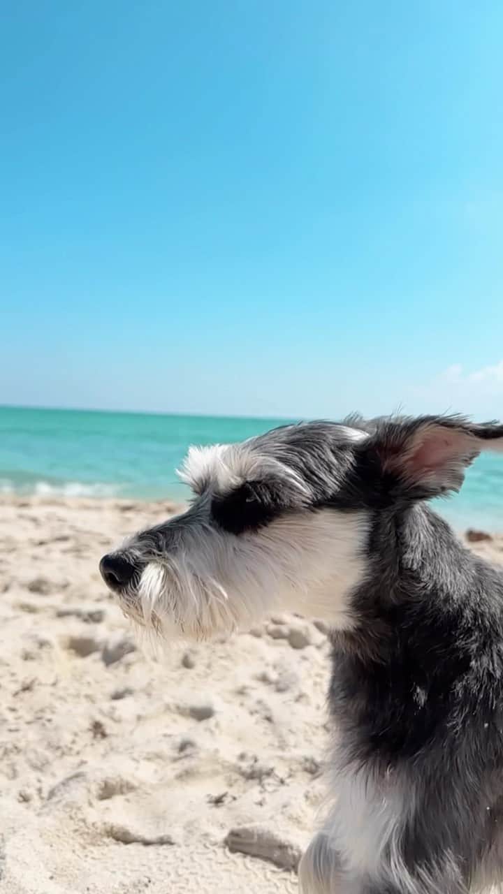Remix the Dogのインスタグラム：「Bae watch 💦  #dogsofinstagram #perro #schnauzer #cachorro #beachvibes #perrosdeinstagram #cutedogs #barked」