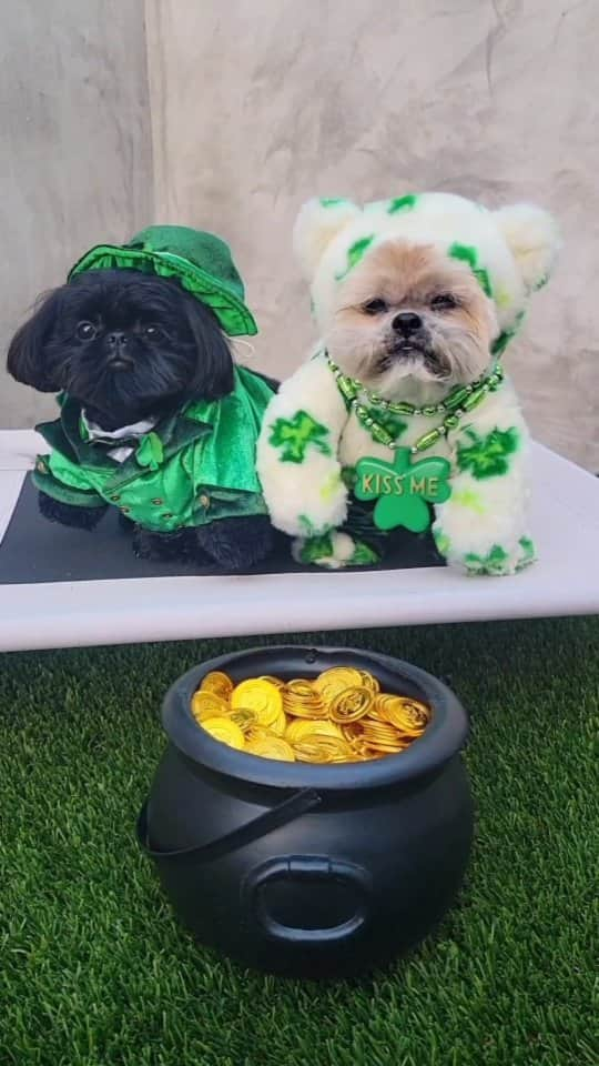 Original Teddy Bear Dogのインスタグラム：「Happy St Patrick's Day 🍀💚🐶🐶」