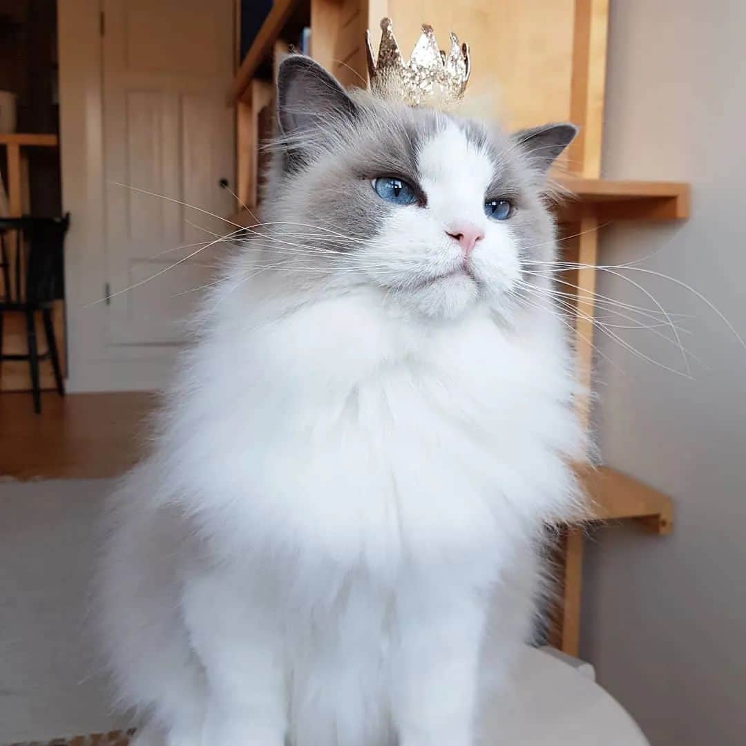 Princess Auroraのインスタグラム：「Feeling extra royal this Friday. Have a lovely weekend everyone! 🐈 👑  #catsofinstagram #dailyfluff #weeklyfluff #cutepetclub #meow #kawaii #instacat #meowed #catlife #petstagram #ilovemypet #bestmeow #viral #catlove #neko #purrfect #catsofig #ragdoll #queen #cats_of_instagram #cat #cats #aurorapurr」