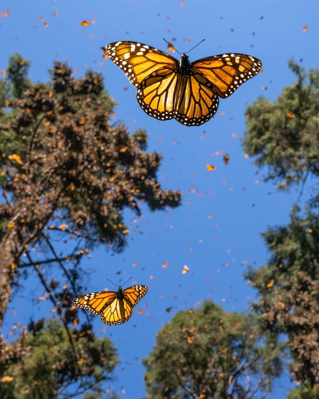 National Geographic Creativeのインスタグラム：「Photos by @jaimerojo | The Monarch Butterflies are migrating north, and a new cycle begins. It will take up to four generations of these amazing insects to complete the trip back to Central Mexico. As I wrap up my assignment for @natgeo and @insidenatgeo, I reflect on the wonderful days in the field following this remarkable migration from Ontario to Michoacán.  This project wouldn’t have been the same without the company and support of the assistants who joined me during my travels—all of whom are accomplished storytellers in their own right. (Photo 2 @thor_morales) (Photo 3 @isabetabug) (Photo 4 @ganesh.marin) (Photo 5 @markus.burman) (Photo 6 @luis.antonio.rojas)  Spending time in the field with other photographers was a great learning experience in the early steps of my career. I hope I've been able to share back some of what makes our job one of the best in the world.」