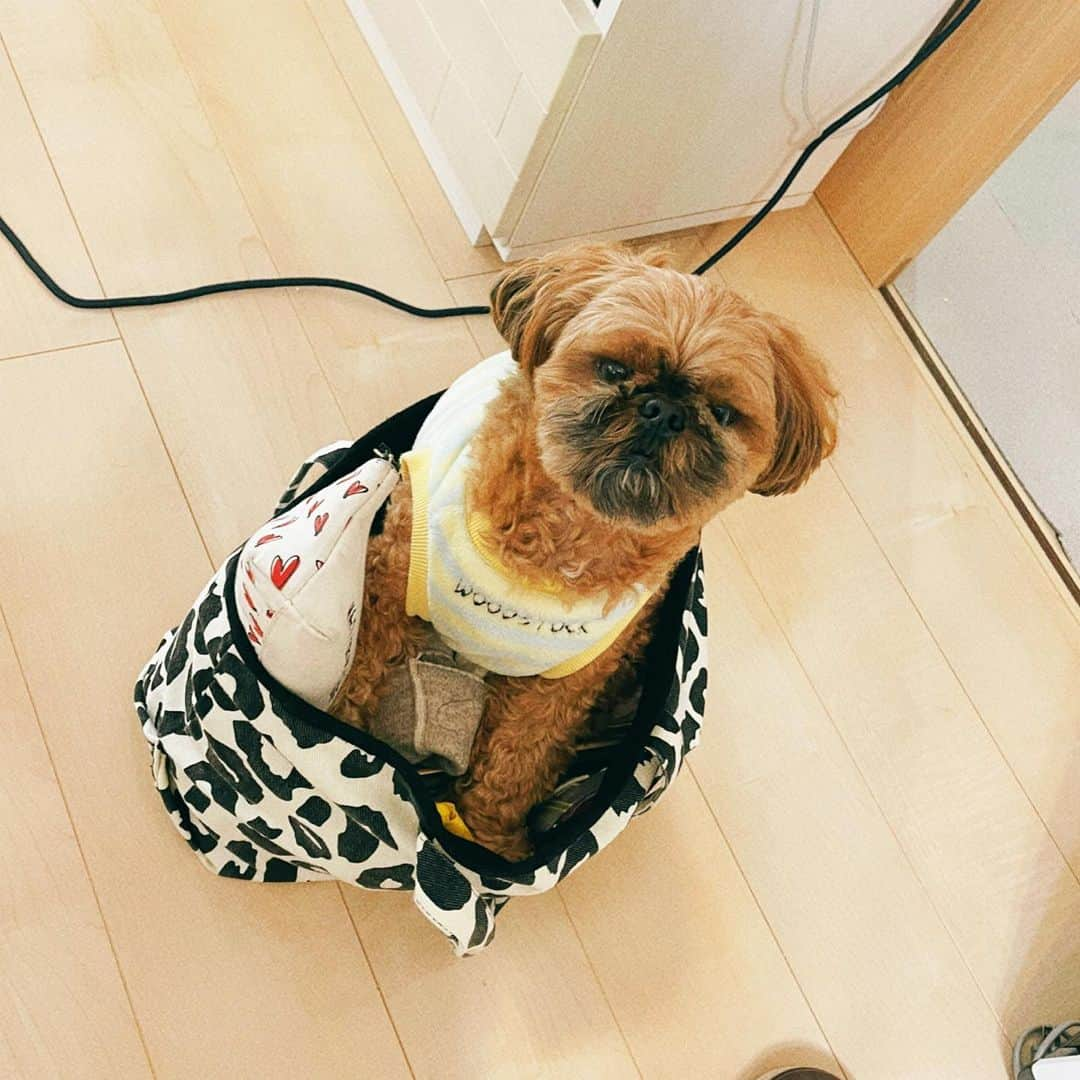 巴山萌菜のインスタグラム：「最近くるすけがまた面白い🐶笑  どうしても、もなちゃんと一緒に行く！とカバンの中に.. それでもお留守番ね！って言った時の顔。笑  #ペキプーのくるくん #ペキプー #ペキニーズ #トイプードル #ミックス犬 #短足犬 #はなぺちゃ犬  #ilovemydog #dogstagram #dog #愛犬 #ミックス犬 #ミックス犬部  #ミックス犬スタグラム」