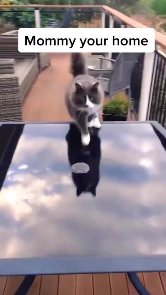 Cute Pets Dogs Catsのインスタグラム：「The most amazing little creatures!! 🥰💗🥺😻😻  Credit: awesome cattilover (TikTok) Check them out ☺️  ** For all crediting issues and removals pls 𝐄𝐦𝐚𝐢𝐥 𝐮𝐬 ☺️  𝐍𝐨𝐭𝐞: we don’t own this video/pics, all rights go to their respective owners. If owner is not provided, tagged (meaning we couldn’t find who is the owner), 𝐩𝐥𝐬 𝐄𝐦𝐚𝐢𝐥 𝐮𝐬 with 𝐬𝐮𝐛𝐣𝐞𝐜𝐭 “𝐂𝐫𝐞𝐝𝐢𝐭 𝐈𝐬𝐬𝐮𝐞𝐬” and 𝐨𝐰𝐧𝐞𝐫 𝐰𝐢𝐥𝐥 𝐛𝐞 𝐭𝐚𝐠𝐠𝐞𝐝 𝐬𝐡𝐨𝐫𝐭𝐥𝐲 𝐚𝐟𝐭𝐞𝐫.  We have been building this community for over 6 years, but 𝐞𝐯𝐞𝐫𝐲 𝐫𝐞𝐩𝐨𝐫𝐭 𝐜𝐨𝐮𝐥𝐝 𝐠𝐞𝐭 𝐨𝐮𝐫 𝐩𝐚𝐠𝐞 𝐝𝐞𝐥𝐞𝐭𝐞𝐝, pls email us first. **  #sleepingkitty #instakitties #kittycuddles  #catladylife #catsareawesome  #catsareawesome #catsarelife #kittenlovers」