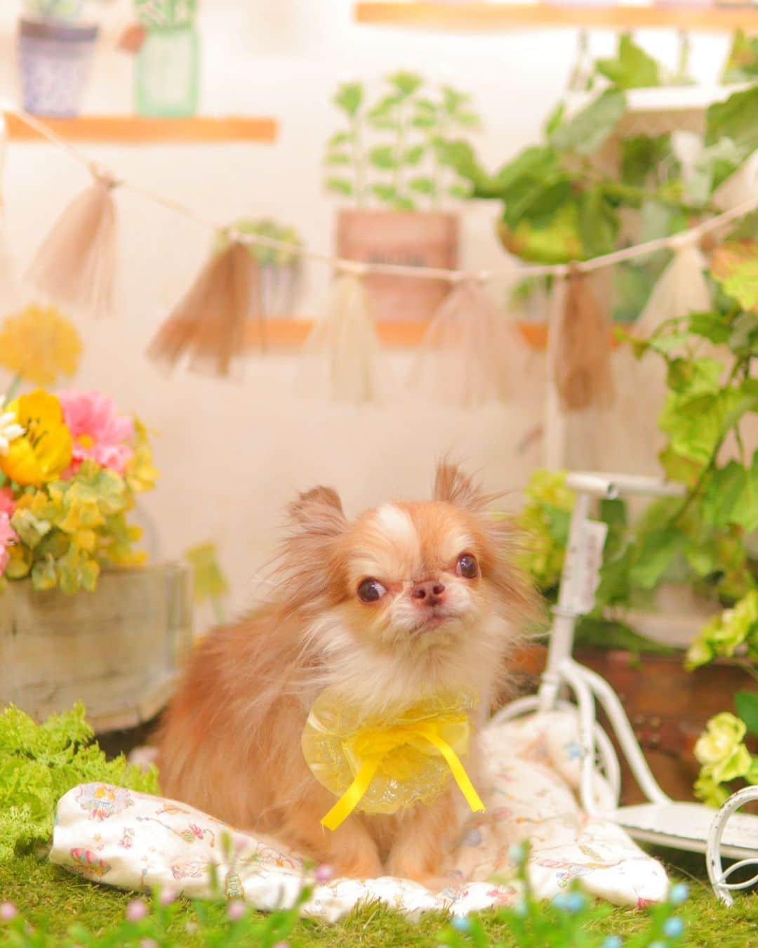 kayoのインスタグラム：「* * * 3月のトリミングフォト🛁📷 * * もうすぐ春ですね🌿🌼 * * @dogsalon_motto  * * Lychee🤎 * * #トリミング #トリミングフォト #チワワ #chihuahua * *」