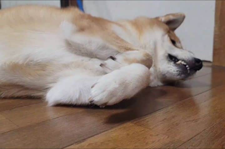 柴犬たま Shibainu Tamaのインスタグラム