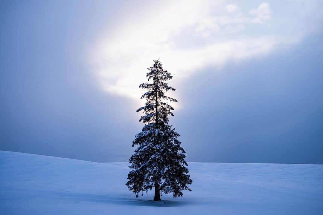 Michael Yamashitaさんのインスタグラム写真 - (Michael YamashitaInstagram)「Nature’s perfection along Panorama Road, Biei Hill, Hokkaido: Has me wondering, what’s under the snow. #hokkaidowinter #biei #bieihill」3月18日 10時43分 - yamashitaphoto