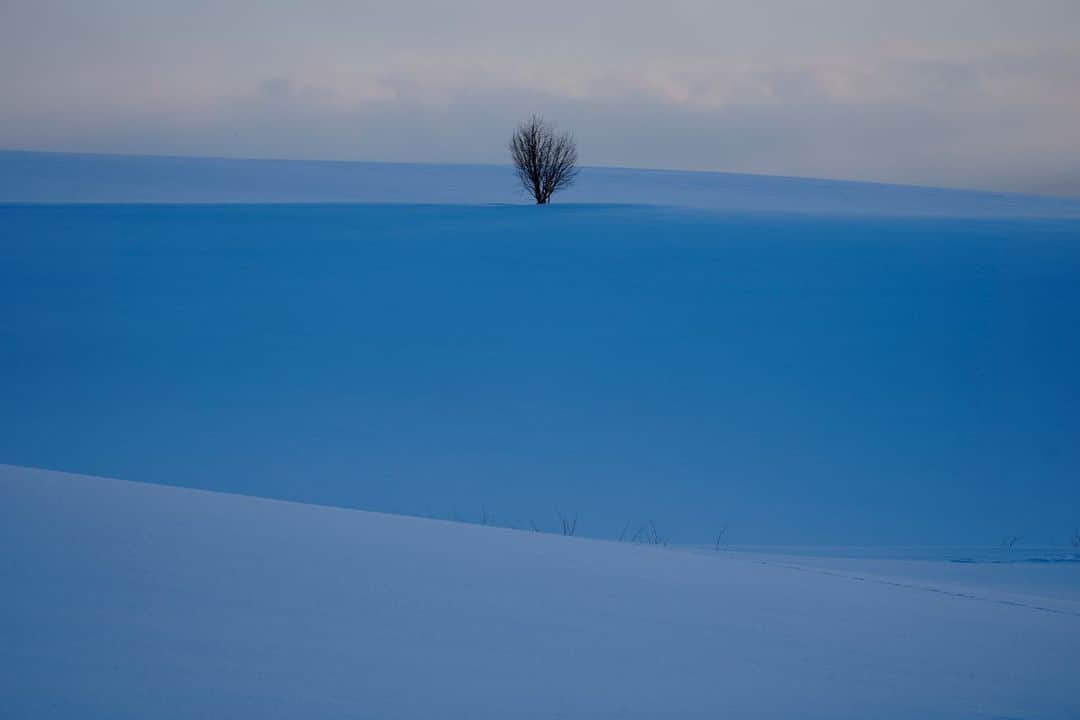 Michael Yamashitaさんのインスタグラム写真 - (Michael YamashitaInstagram)「Nature’s perfection along Panorama Road, Biei Hill, Hokkaido: Has me wondering, what’s under the snow. #hokkaidowinter #biei #bieihill」3月18日 10時43分 - yamashitaphoto