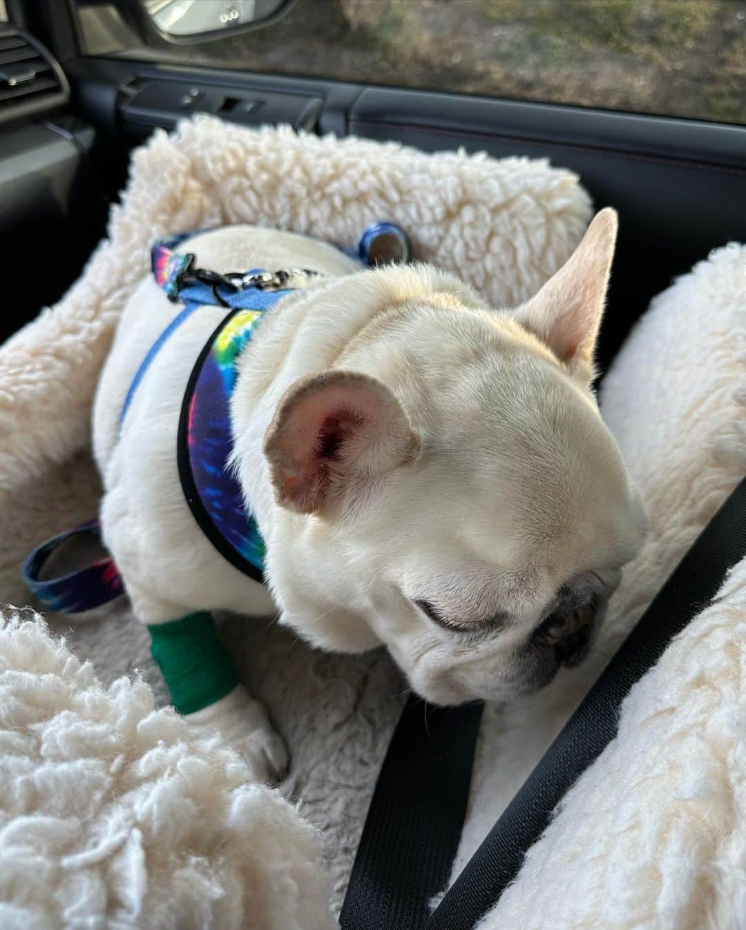 Sir Charles Barkleyさんのインスタグラム写真 - (Sir Charles BarkleyInstagram)「Had my routine dental cleaning today. Mommy and daddy are always so nervous since I have to go under anesthesia but all went well! I even got  green bandage! 🍀 #istillhatethevet #happystpatricksday」3月18日 11時56分 - barkleysircharles