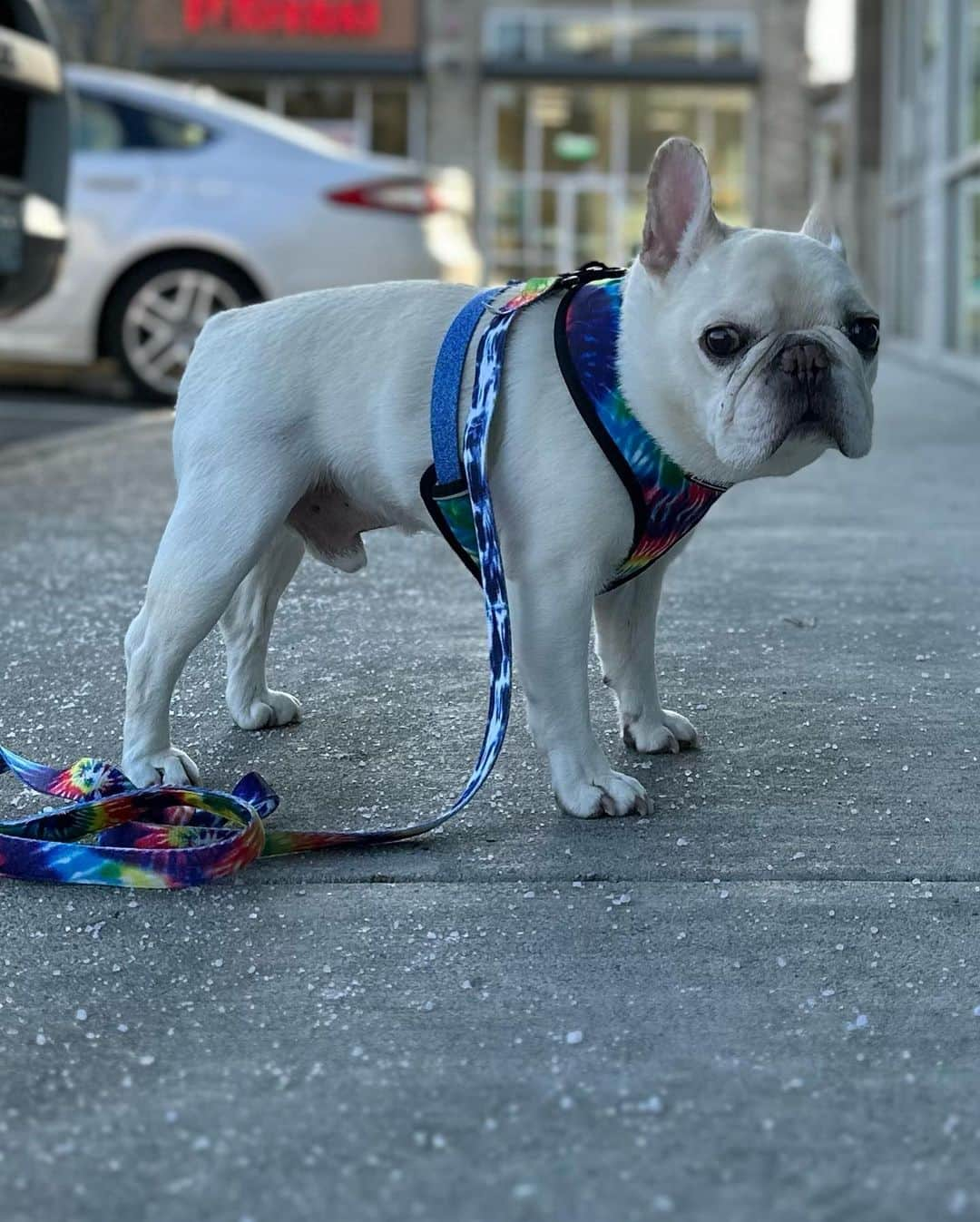 Sir Charles Barkleyのインスタグラム：「Had my routine dental cleaning today. Mommy and daddy are always so nervous since I have to go under anesthesia but all went well! I even got  green bandage! 🍀 #istillhatethevet #happystpatricksday」