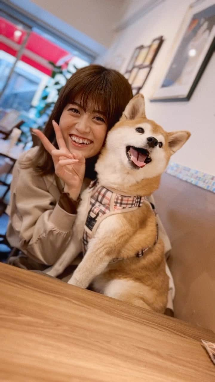 長澤佑香のインスタグラム：「ほんとにかわいくてかわいくて かわいいの、、🥹🥹🥹🥹🥹 ⁡ #柴犬 #愛犬 #ドックカフェ #柴犬のいる暮らし #柴犬のいる生活 #shibainu」