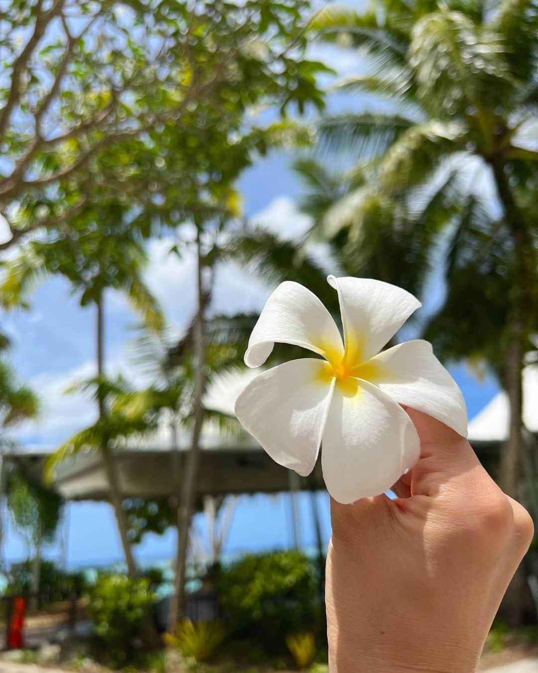 佐藤夏希のインスタグラム：「私が1番好きなお花♡  #グアム#子連れグアム#GUAM#guamtrip」
