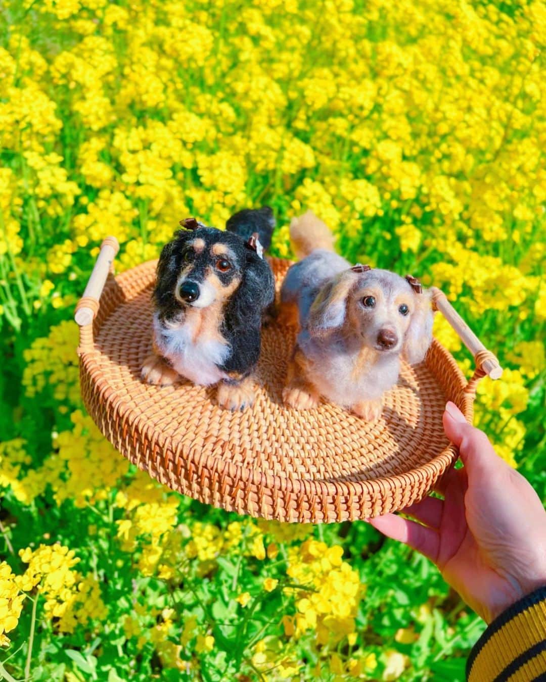 のインスタグラム：「🌼🌼🌼 お天気よくて最高だった日 偶然見つけた菜の花畑 チビかれまりも一緒に🐶🐶 @cats_ppm1225   かれまりが乗ってる 可愛いラタントレーはSHEIN 韓国風カフェの物撮りとか 色々使えそう♡♡ 6年前の思い出も一緒に🌈  @sheinofficial  @shein_japan   🌸𝙎𝙃𝙀𝙄𝙉 𝙎𝙥𝙧𝙞𝙣𝙜 𝙨𝙖𝙡𝙚🌸 お得なSALEで春の準備をする チャンスだよ♡♡  ラタントレー▶︎🆔 11024036  🈹引きクーポン【  JPSPR98 】 1～5,999円→15%OFF 6000円以上→20%OFF クーポン有効期限4月30日迄𓂃🎀  ⋆┈┈┈┈┈┈┈┈┈┈┈┈┈┈┈⋆  かれん🐶 チョコダップル 2003.12.24～2022.10.19 🌈 18歳9ヶ月  まりん🐶 シルバーダップル 2004.5.28～2019.1.23🌈 14歳8ヶ月  🌸･ ｡ 　🌸∴｡　* 　 ✨･ﾟ*｡🌸･  　💖 ･ 🌸 ✨ 　　　　 °*.* 💖 　　 ･ ﾟ*｡･ﾟ✿｡ 　　🌸　🌸 ･✨°*. 　　　｡·*･｡ﾟ *.｡🌸｡ ✿ 　　　　* ｡･ﾟ*.｡ 　　　 　*　💖 ﾟ･✨🌸 * ｡ 　　　　　　･ﾟ ｡🌸  #SHEINforAll #SHEINspringsale   #SHEIN #shein購入品   #菜の花 #菜の花畑  #季節の花 # 春 #風景 #景色 #羊毛フェルト  #虹の橋 #虹組 #ミニチュアダックスフンド  #ミニチュアダックス  #みにちゅあだっくすふんど  #多頭飼い #チョコダップル  #シルバーダップル #クーピーちゃん  #トレー #韓国インテリア  #はなまっぷ  𝐓𝐡𝐚𝐧𝐤 𝐲𝐨𝐮 𝐟𝐨𝐫 𝐚𝐥𝐰𝐚𝐲𝐬 𝐫𝐞𝐚𝐝𝐢𝐧𝐠 𝐦𝐲 𝐩𝐨𝐬𝐭𝐬♥️」