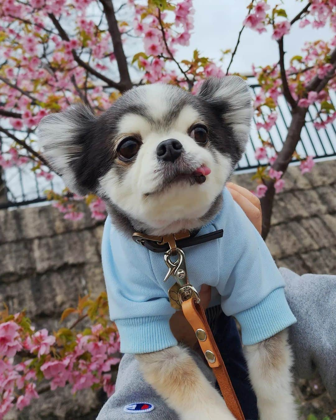 くるるさんのインスタグラム写真 - (くるるInstagram)「春が来た🌸⁡ ⁡⁡ ⁡⁡ ⁡⁡⁡#instachihuahua #instadog#ig_dogphoto #chihuahua #dog #チワワ #ふわもこ部 #犬バカ部 #치와와 #吉娃娃 #奇瓦瓦 #lovedogs #ロングコートチワワ #IGersjp#ilovemydog  #dogstagram  #dogs_of_instagram #GALAXYカメラ部 #withGalaxy」3月18日 13時24分 - ca.mi.co