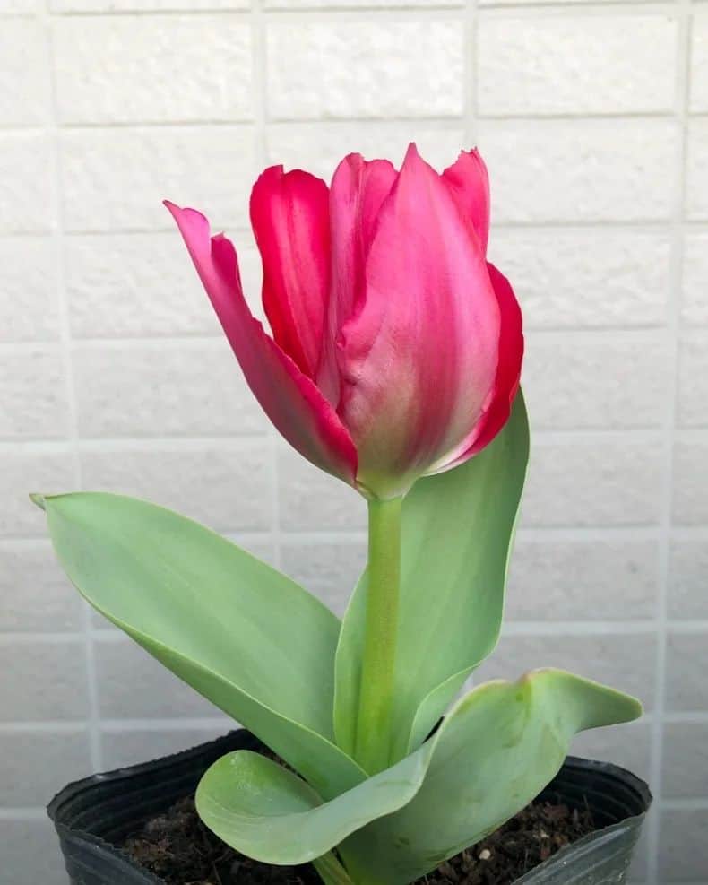 中田有紀さんのインスタグラム写真 - (中田有紀Instagram)「留守にしている間に咲いてしまいました😅 植え替えられなくてゴメンって感じです。 茎がもっと伸びると思って油断していた…😵 …にしても、茎、短すぎじゃないですか！？💦 #チューリップ #赤でした」3月18日 13時30分 - akinakada0508