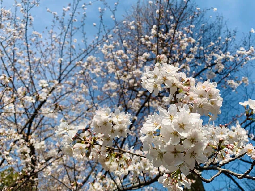 久保井朝美さんのインスタグラム写真 - (久保井朝美Instagram)「🌸 一昨日の日比谷公園🤗  だいぶ咲き進んでいる 桜の木もありました✨  今日は花冷え。。🥶  #桜2023 #cherryblossom🌸 #桜開花 #桜開花状況 #日比谷公園 #花冷え #寒の戻り」3月18日 13時58分 - asami_k920