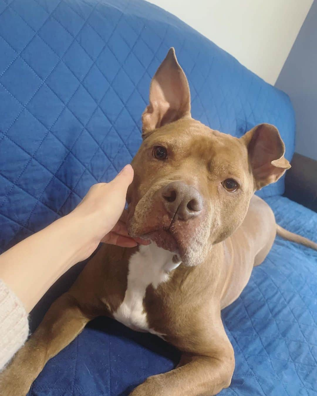 ERICAさんのインスタグラム写真 - (ERICAInstagram)「A day during spring break🇺🇸 I like playing with doggies.🐕‍🦺😘  Pitbulls are often seen as ferocious dogs, but they are safe when properly trained.🍀  春休みのとある1日🌸 とても賢いピットブルのホープは、彼がしっかり躾けているので、穏やかな性格🍀 だけど、走りの速さはさすがピットブル‼️速くて力強い✨ 2枚目は、ムツゴロウさんみたいな状態🤣 3枚目は、お散歩の一コマ🐕‍🦺 4・5枚目は、それぞれ可愛い🥰  #photooftheday #instalike #instadaily #smile #webstagram #gingergolfteam #usa #sc #dog #dogsofinstagram #sunset #bluesky #springbreak」3月18日 14時06分 - erica_lillian1983