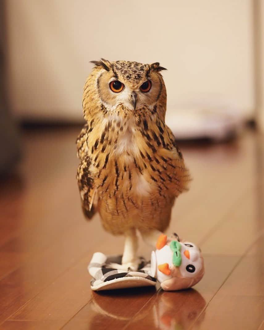 GEN3 Owlのインスタグラム：「SNSまったりしてますが、ガルーは元気いっぱいです😌 むしろ飼い主の僕の方が風邪引いたり花粉症で鼻水ずるずるでダウン気味😢  ちょっと珍しく長文書きます。 …と思ったけどやめました← 王様の耳はロバの耳ーーー！🐴  @genz64   I'm relaxing on SNS, but Garu is full of energy. But I'm feeling down with colds and hay fever😢  #owl #owlgaru #フクロウ」