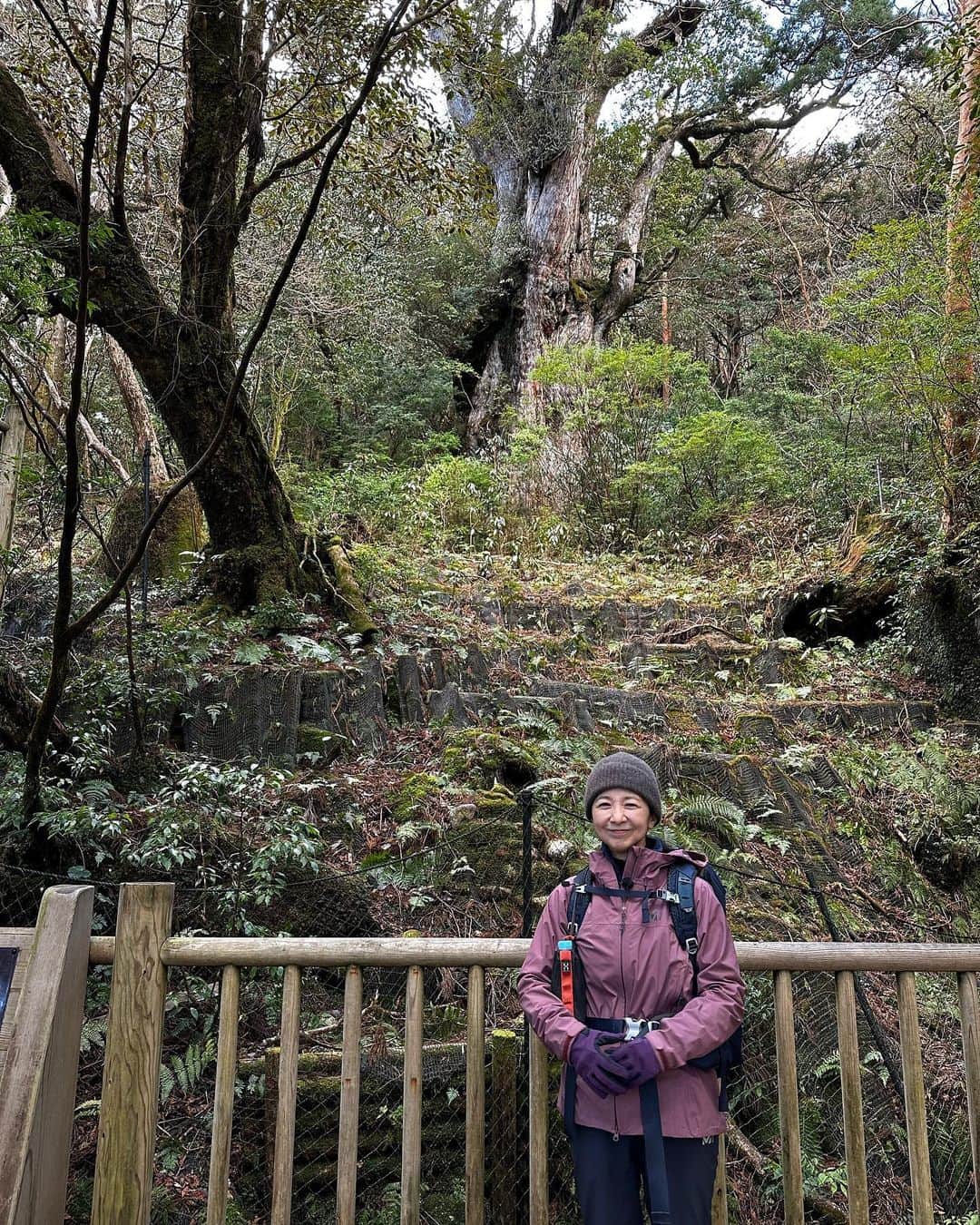 宮崎美子さんのインスタグラム写真 - (宮崎美子Instagram)「皆様、こんにちは。  BS4K/BSP『陸・海・空4K中継絶景ぜんぶ見せます！世界自然遺産屋久島』ご視聴ありがとうございました。  いかがでしたでしょうか？  縄文杉までなんとか辿り着けました。  #nhk #bsp #bs4k #世界自然遺産 #屋久島」3月18日 14時13分 - miyazakiyoshiko.official