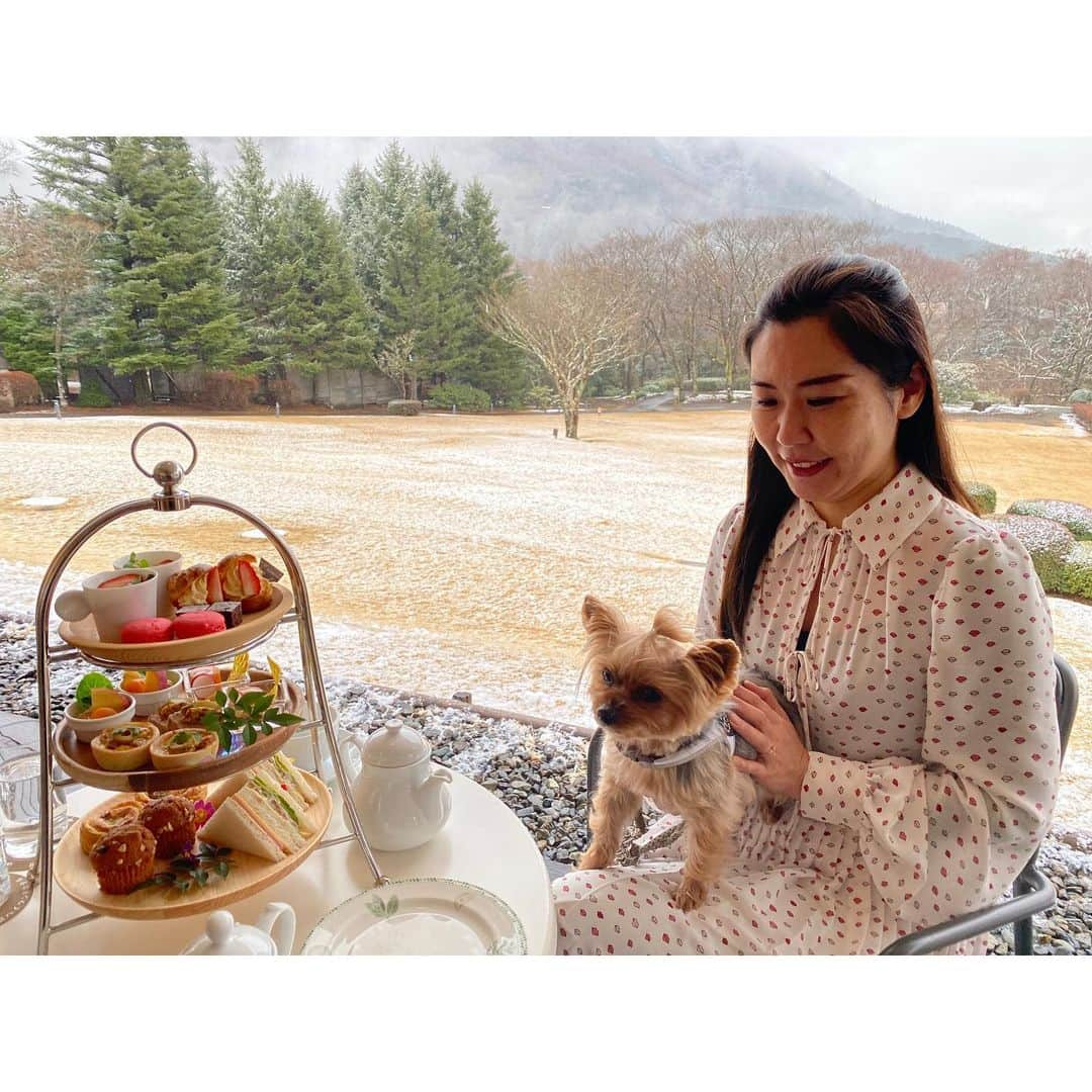 Rubyのインスタグラム：「箱根ハイランドホテル(@hakone_highlandhotel) 〜アフタヌーンティー編〜  アフタヌーンティーを楽しみにしていたママ。  ワンコ連れの人はテラス席でアフタヌーンティーが頂けるとのことでテラス席にいってみたのだけど・・・  生憎のお天気。 でもラウンジのテラス席から見える広い芝生に 静かに雪が降り積もる様子はとっても美しくて あたたかくしながら暫く眺めていたよ。  雪でとっても寒かったから アフタヌーンティーはママとパパでラウンジで楽しんでもらって 私はちょっとの間、車の中でお留守番していました。  あとで感想きいたら とっても美味しいアフタヌーンティーだったって。 ママは特にマフィンが好きだったって言ってたよ。  今度来る時は暖かい時を選んで テラス席でルビーも一緒にアフタヌーンティーしようね。  ＊テラス席はカートもOKなので一緒にお茶するのもラクそうでした。  今回、雪の降る日の滞在になって ルビーは寒がりだから ドッグランやお庭の散策には行けなかったけど それでもお部屋がとっても快適だったので 退屈することなくゆっくり過ごすことができました。 今度はお庭の散策もドッグランも行ってみたいから 暖かい時期にまた行こうって思っています。  雪が好きなワンコさんには ドッグランもあるし雪の中思いっ切り走り回れて 冬の滞在も最高に楽しいと思います。 ホテルのお庭からの雪景色の美しさは圧巻でした。 次の日には雪も止んでいたので 貴重な風景を体験できてほんとラッキーでした。  #箱根ハイランドホテル #hakonehighlandhotel  #yorkie #yorkshireterrier #ヨーキー #ヨークシャテリア #愛犬と旅行 #箱根 #travelwithdog #rubyとカフェとわたし」