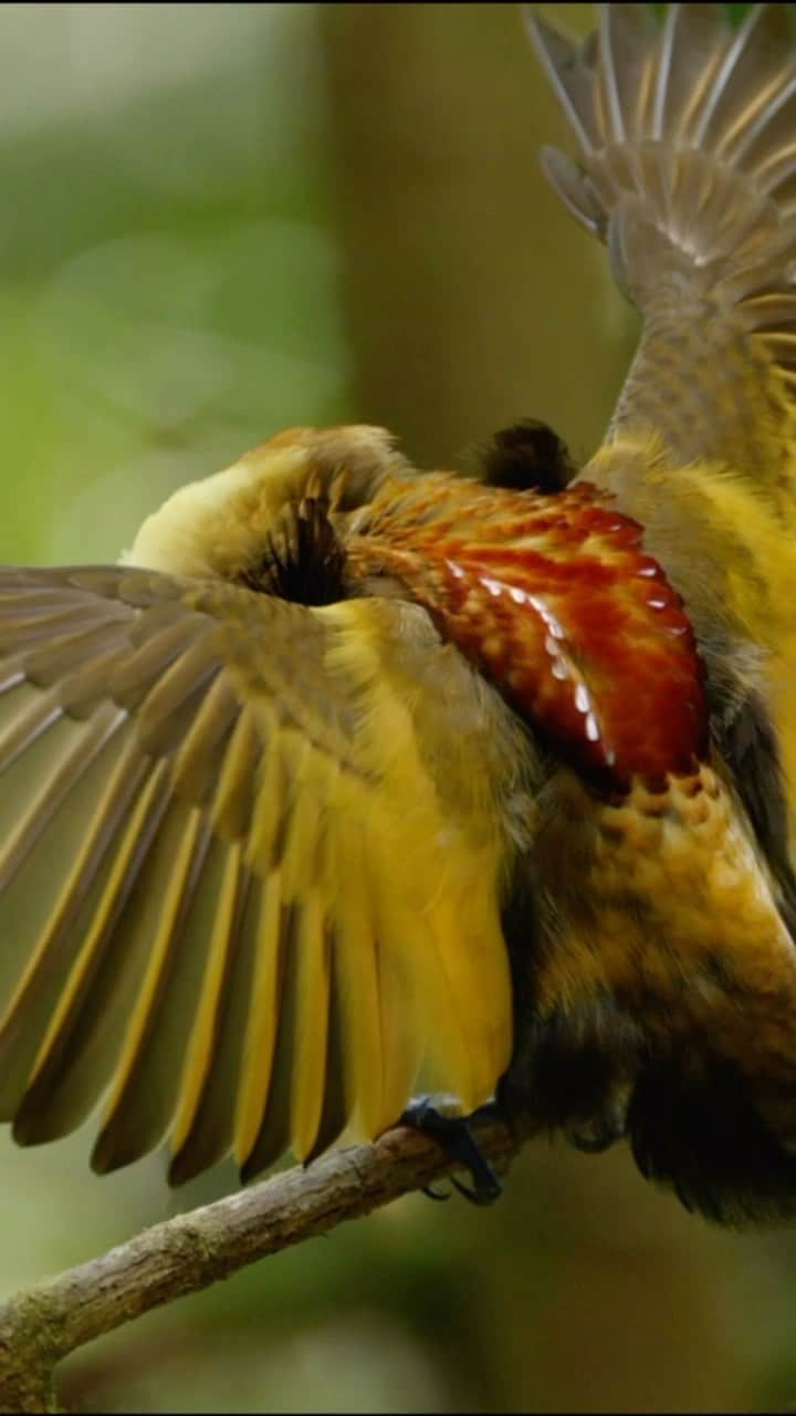 Tim Lamanのインスタグラム：「Video by @TimLaman – guest editor this week for @UNbiodiversity. The Magnificent Bird-of-Paradise is a relatively common species around New Guinea, but nobody had thought to film the male display from the female’s perspective, looking down from above, until my colleague Ed Scholes and I pulled it off using remote controlled cameras on an expedition for our Birds-of-Paradise Project (www.birdsofparadiseproject.org) for the Cornell Lab of Ornithology.   Birds-of-Paradise are an amazing example of sexual selection by female choice, where females have selected males with a great variety in appearance and courtship dances leading to incredible diversity within this family.  The forests of New Guinea, including Papua New Guinea and the Indonesia provinces in the western half of New Guinea have the largest remaining rainforest in the Asia-Pacific region, and are very important for protecting biodiversity like birds-of-paradise, and storing carbon against climate change.   #birdsofparadise #birdofparadise #birds #PNG #Indonesia #westpapua #biodiversity」