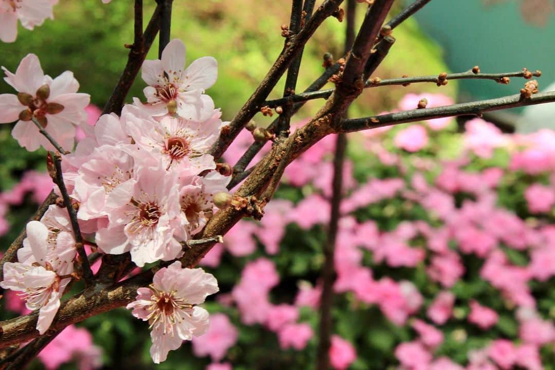 住田紗里のインスタグラム：「今日は冷たい雨ですが、、、 全国で桜が開花していますね🌸 これはこの前の旅行で訪れた、植物園のような場所で撮った桜です✨  #桜#cherryblossom#bloom#春#spring#植物園#一眼レフ#カメラ」