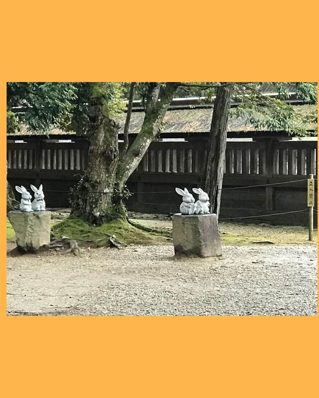 伊藤聡子さんのインスタグラム写真 - (伊藤聡子Instagram)「島根に行ったら出雲大社に参拝します😊🙏 境内にはいたるところにうさぎがいます😆 こちらのしめ縄は何度見ても立派ですね〜✨✨ お昼に「うず煮」という出雲大社神楽殿でふるまわれるおもてなし料理をいただきました😊 雪混じりのお天気だったけどお参りできてすっきり❣️ 松江での講演会場の近くに松江城がありました。 松江も今度ゆっくり歩いてみたい💕 #出雲大社#うず煮#松江城#伊藤聡子」3月18日 16時49分 - satokoito73