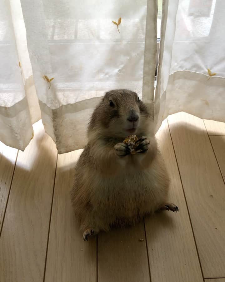 のインスタグラム：「くんた。Kunta. Video taken on March 16, 2020 今週16日は誕生日でした🎂 プレは3月生まれ多いから 空の上も パーティーで盛り上がってるかな🥳 スワイプしてね👉🏻 #prairiedog #プレーリードッグ」
