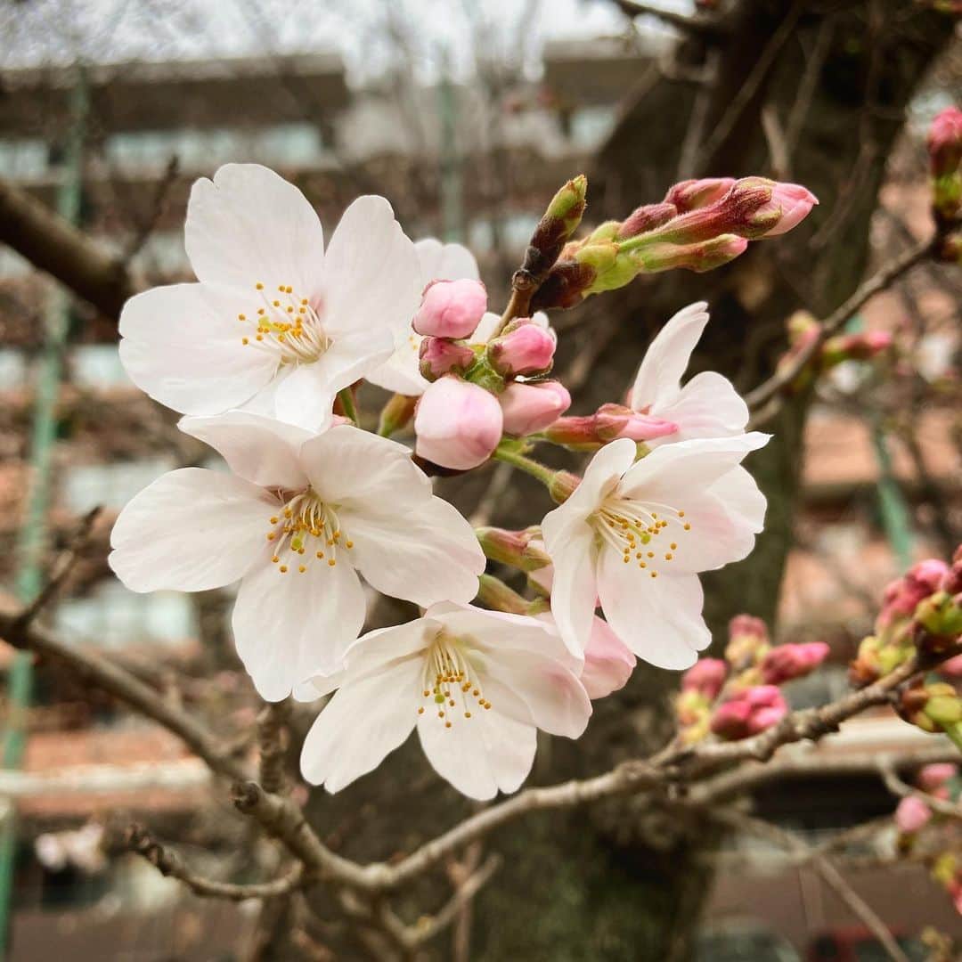 松田洋治さんのインスタグラム写真 - (松田洋治Instagram)「咲きました。この雨が上がったらお花見シーズン突入かな。」3月18日 17時44分 - youjimat