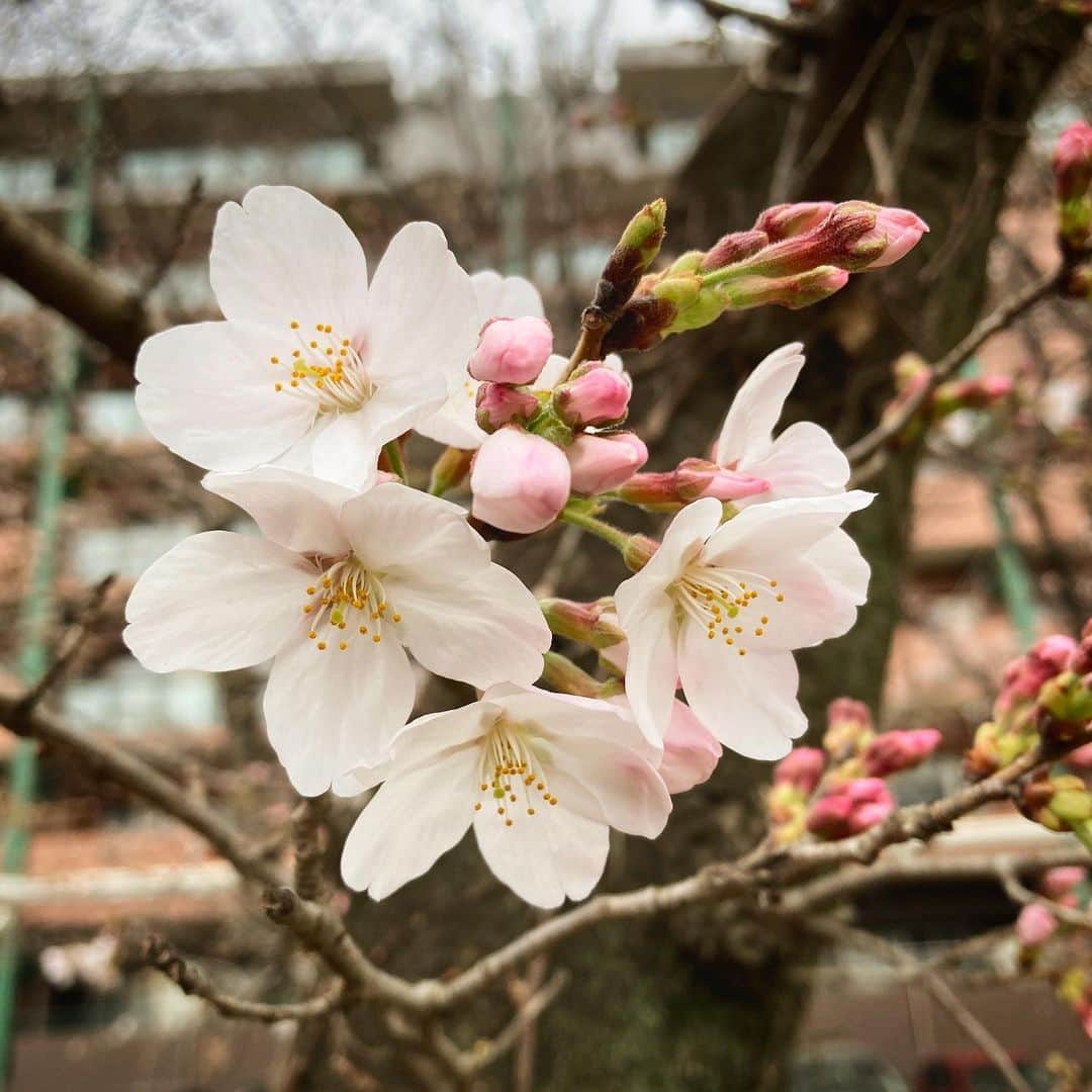 松田洋治のインスタグラム：「咲きました。この雨が上がったらお花見シーズン突入かな。」