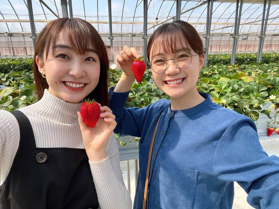 杉原凜のインスタグラム：「. 地元埼玉県の品種「あまりん」が大好きで🍓 先日どうしてもあまりんを食べたくなり、同じ埼玉県出身の後輩オダカといちご狩りをしてきました。あまりんはとにかく甘いのです🥹🫶 1粒食べる度に、その甘さに2人で感動していました。他の品種も含め、たくさん食べて大満足☺️ いちごでお腹いっぱいになったはずなのにその後ラーメンを食べて、カフェで4時間語りました🙂  #小髙茉緒  #いちご狩り  #あまりん #埼玉」