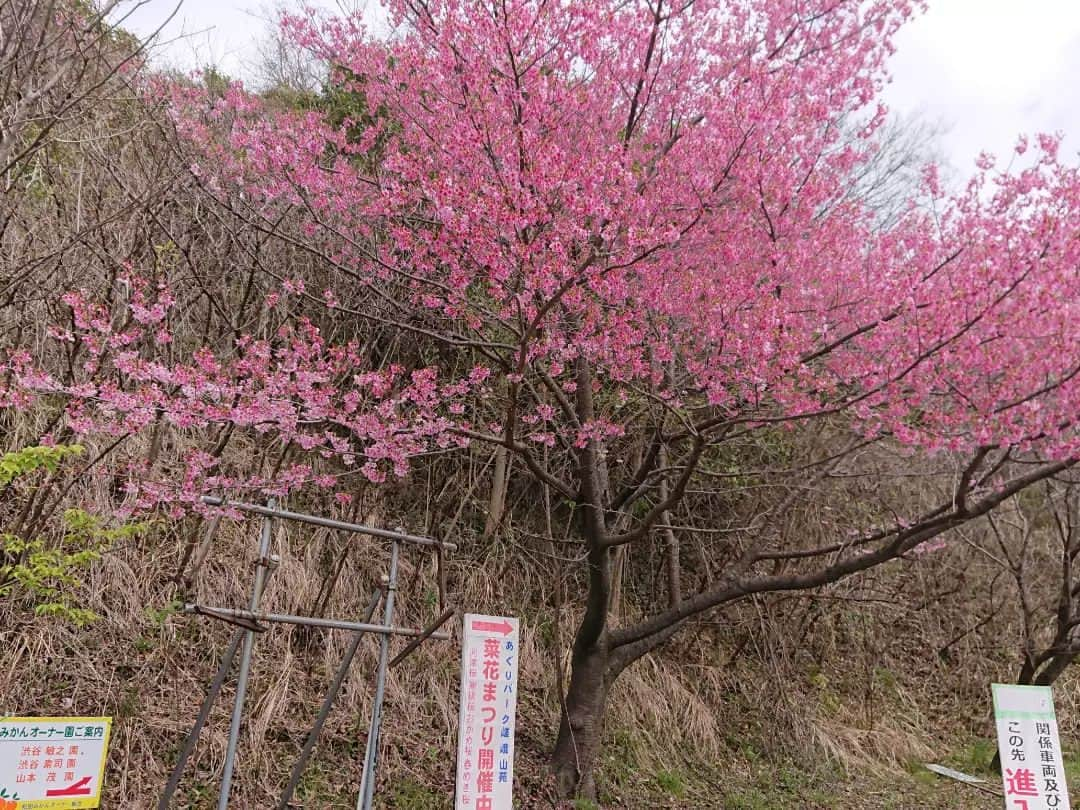 桜花さんのインスタグラム写真 - (桜花Instagram)「🌷春みっけ＊  松田山に登った日 桜の階段、幻想的でわくわくがノンストップでした🍀  桜の花火と菜の花の競演 最高でした🍀  ＊西平畑公園 ◇2023年3月14日  #菜の花  #春 #春みっけ #西平畑公園 #山歩き  #山 #山登り #桜  #河津桜」3月18日 18時38分 - mountainohka