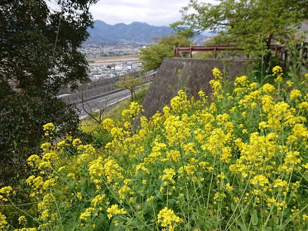 桜花さんのインスタグラム写真 - (桜花Instagram)「🌷春みっけ＊  松田山に登った日 桜の階段、幻想的でわくわくがノンストップでした🍀  桜の花火と菜の花の競演 最高でした🍀  ＊西平畑公園 ◇2023年3月14日  #菜の花  #春 #春みっけ #西平畑公園 #山歩き  #山 #山登り #桜  #河津桜」3月18日 18時38分 - mountainohka