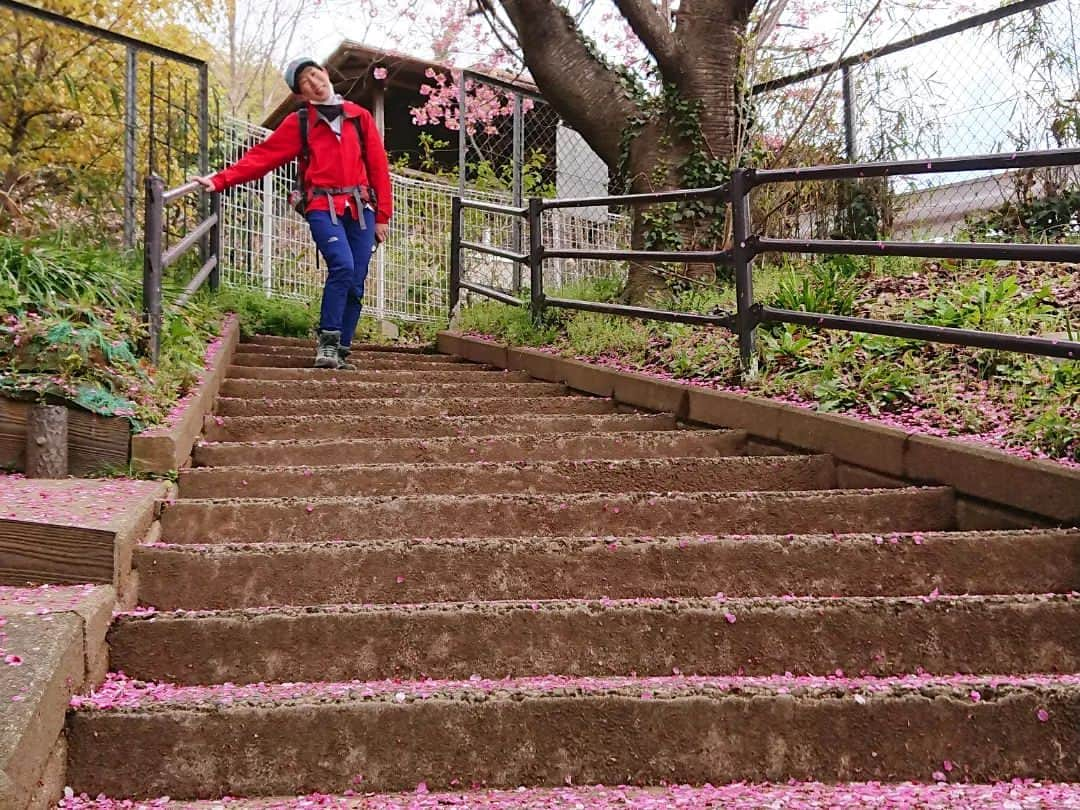 桜花さんのインスタグラム写真 - (桜花Instagram)「🌷春みっけ＊  松田山に登った日 桜の階段、幻想的でわくわくがノンストップでした🍀  桜の花火と菜の花の競演 最高でした🍀  ＊西平畑公園 ◇2023年3月14日  #菜の花  #春 #春みっけ #西平畑公園 #山歩き  #山 #山登り #桜  #河津桜」3月18日 18時38分 - mountainohka