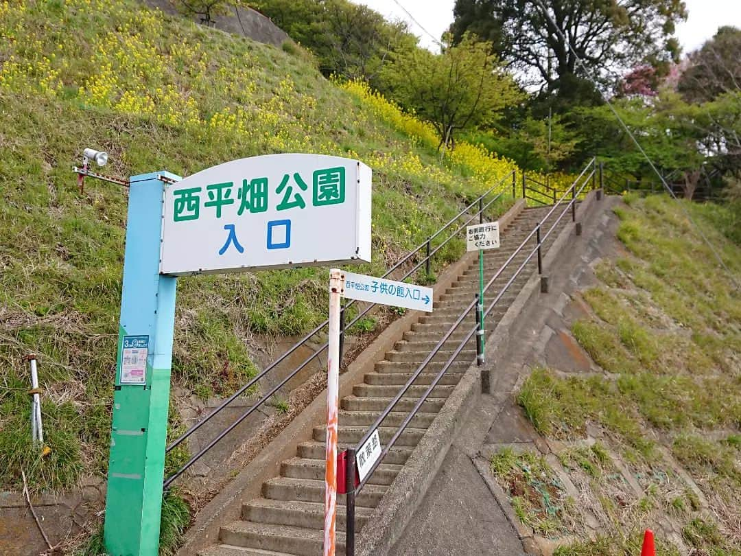 桜花さんのインスタグラム写真 - (桜花Instagram)「🌷春みっけ＊  松田山に登った日 桜の階段、幻想的でわくわくがノンストップでした🍀  桜の花火と菜の花の競演 最高でした🍀  ＊西平畑公園 ◇2023年3月14日  #菜の花  #春 #春みっけ #西平畑公園 #山歩き  #山 #山登り #桜  #河津桜」3月18日 18時38分 - mountainohka