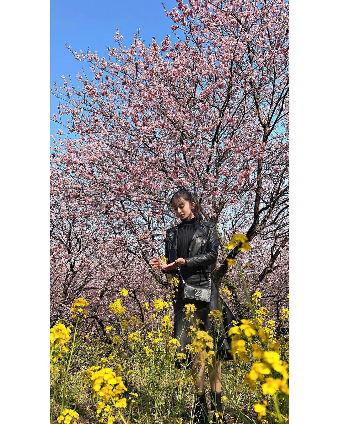 だふちゃん 。さんのインスタグラム写真 - (だふちゃん 。Instagram)「🐝 ❤︎ ❤︎ ❤︎  ピンクと黄色のコントラストが可愛すぎる💛💗  春ですね〜🌸  #桜 #cherryblossom #お花見  #桑田山 #雪割桜 #高知」3月18日 19時13分 - a19950827a