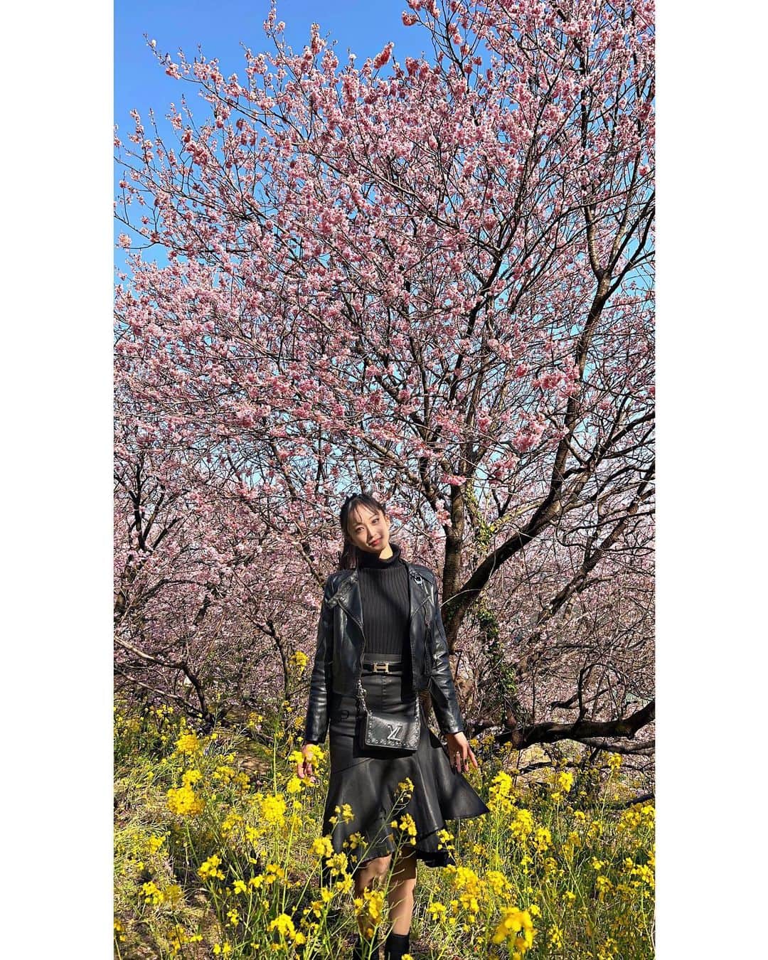 だふちゃん 。のインスタグラム：「🐝 ❤︎ ❤︎ ❤︎  ピンクと黄色のコントラストが可愛すぎる💛💗  春ですね〜🌸  #桜 #cherryblossom #お花見  #桑田山 #雪割桜 #高知」