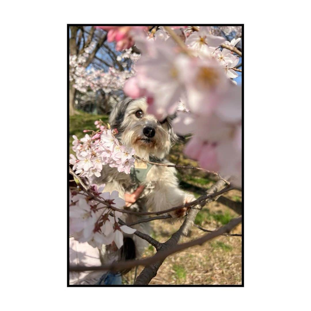 関根正悟さんのインスタグラム写真 - (関根正悟Instagram)「🐶🌸📸  この間、東大の中をボニー氏と散歩してたらなかなか綺麗に咲いてた桜🌸ソメイヨシノかなぁ。今日の雨風でちょっと枝垂れちゃうかもだけど束の間の春体験😌大学内は静かでいいね🏫  フツーな文w  #leicaM8 #shogosekine」3月18日 19時12分 - shogosekine0319