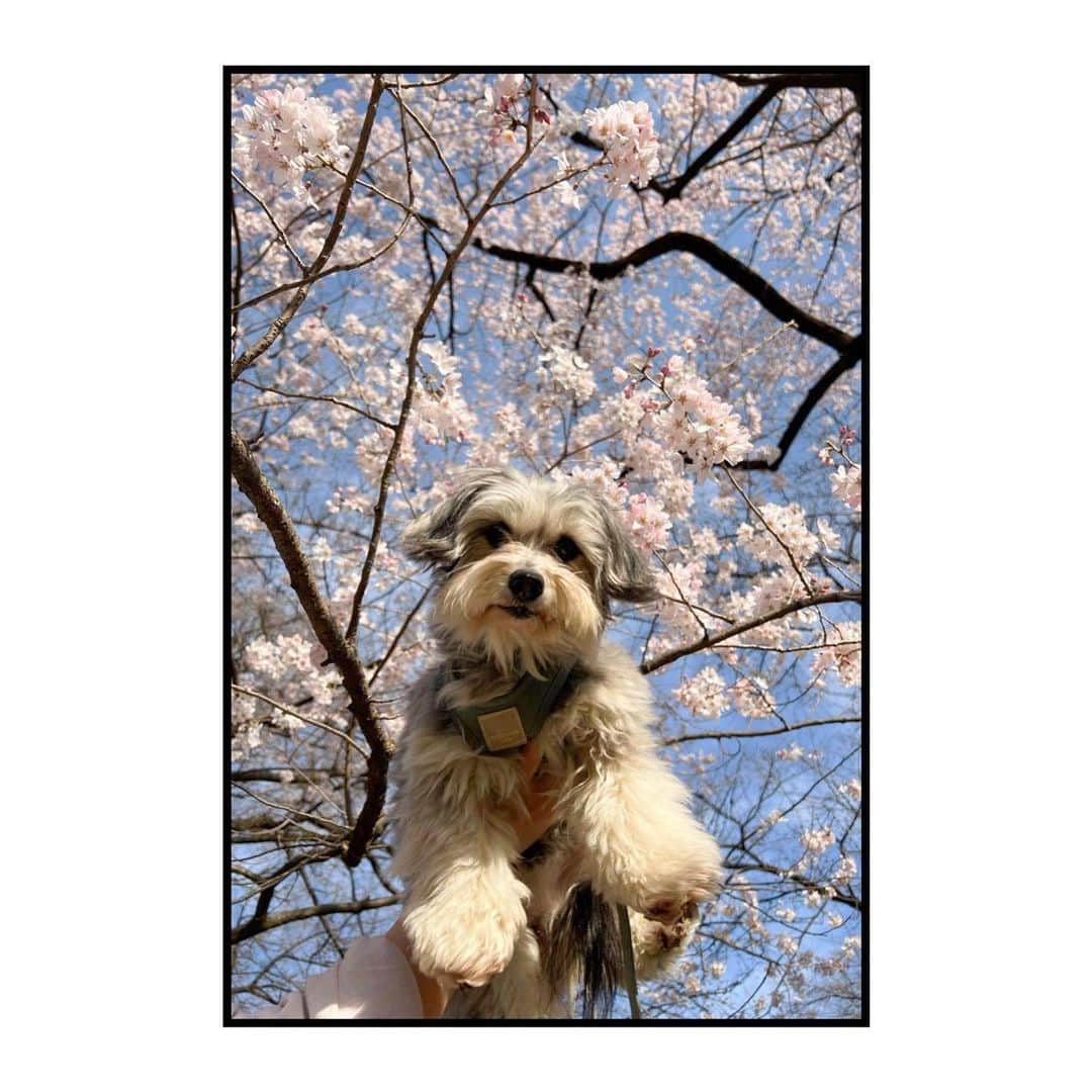 関根正悟さんのインスタグラム写真 - (関根正悟Instagram)「🐶🌸📸  この間、東大の中をボニー氏と散歩してたらなかなか綺麗に咲いてた桜🌸ソメイヨシノかなぁ。今日の雨風でちょっと枝垂れちゃうかもだけど束の間の春体験😌大学内は静かでいいね🏫  フツーな文w  #leicaM8 #shogosekine」3月18日 19時12分 - shogosekine0319