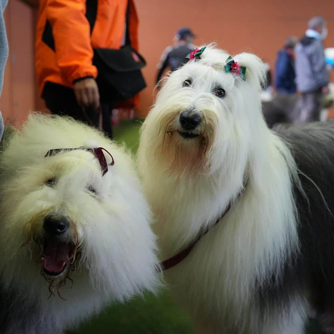 友永真也さんのインスタグラム写真 - (友永真也Instagram)「今日はワンコのオフ会に行って来ました😁🐶  むーちゃんのお友達達に会えました✨  オールドイングリッシュシープドッグという犬種です🐕 イギリス原産の牧羊犬で、力強く尻尾や顔が見えないので最初は感情を読み取るのが難しい時もあります🤣 人形のような見た目や、自分がスターだと知ってる子が多いのでとても可愛らしいです😆  いつになったら僕達はワンコ迎え入れる事が出来るのかな？！ その時が来るのを今から楽しみにしています🦮  ワンコは決して裏切る事がなく、人間にとって最高の友達です🤝 だからこそ人が裏切る事なく大事にしてあげないとダメですね😉  世界中のワンコが幸せになりますように🤲」3月18日 19時17分 - tomonaga_shinya