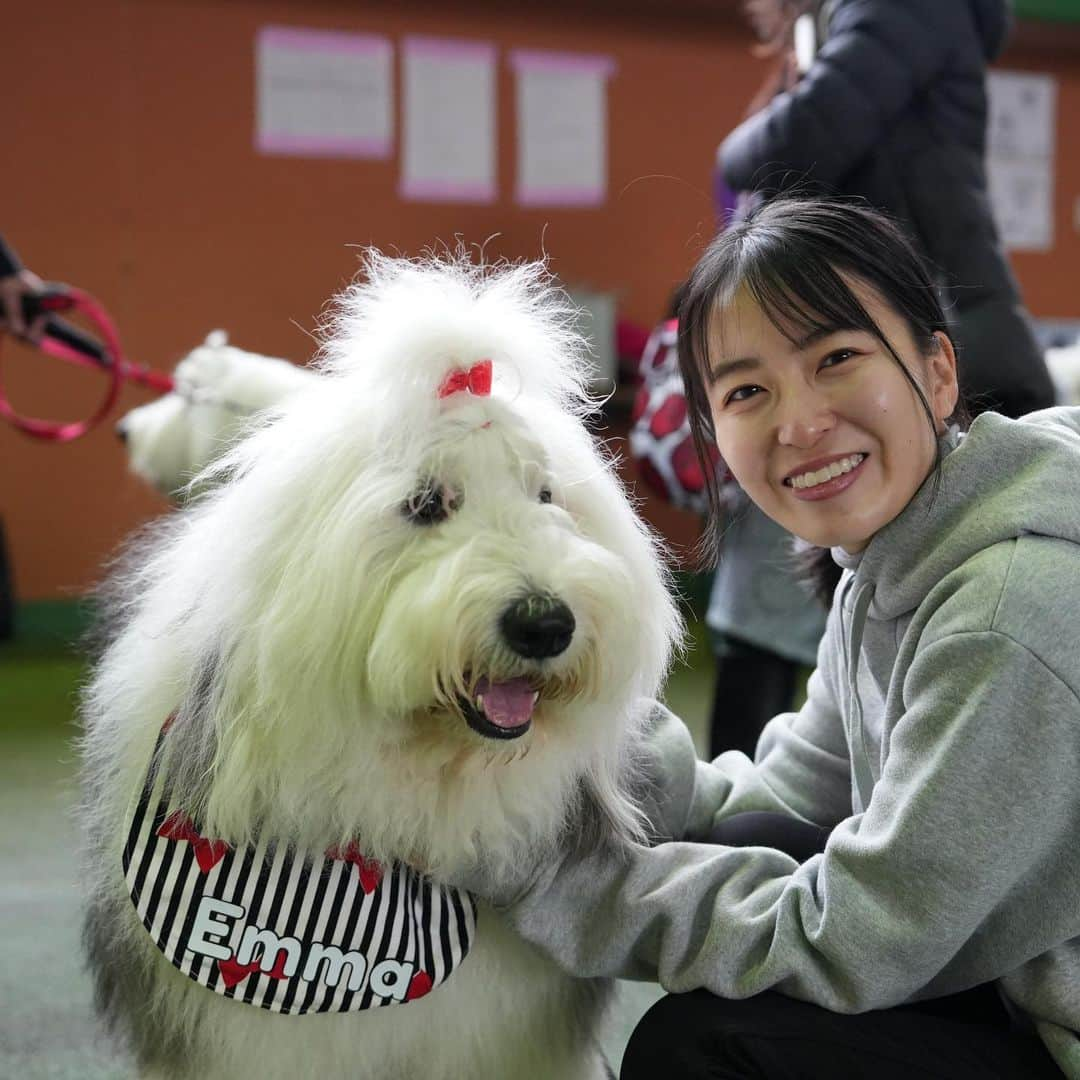 友永真也さんのインスタグラム写真 - (友永真也Instagram)「今日はワンコのオフ会に行って来ました😁🐶  むーちゃんのお友達達に会えました✨  オールドイングリッシュシープドッグという犬種です🐕 イギリス原産の牧羊犬で、力強く尻尾や顔が見えないので最初は感情を読み取るのが難しい時もあります🤣 人形のような見た目や、自分がスターだと知ってる子が多いのでとても可愛らしいです😆  いつになったら僕達はワンコ迎え入れる事が出来るのかな？！ その時が来るのを今から楽しみにしています🦮  ワンコは決して裏切る事がなく、人間にとって最高の友達です🤝 だからこそ人が裏切る事なく大事にしてあげないとダメですね😉  世界中のワンコが幸せになりますように🤲」3月18日 19時17分 - tomonaga_shinya