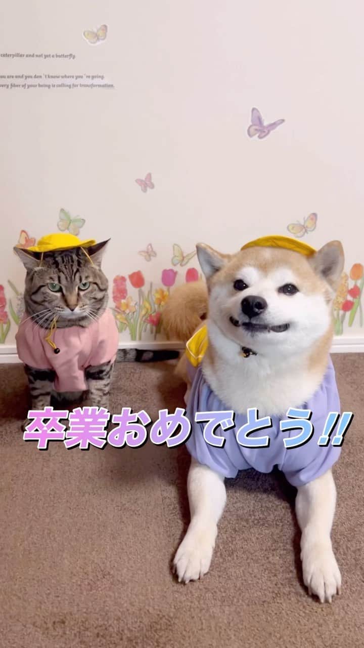 ゆうとろ（柴犬ゆうと猫のとろ）のインスタグラム：「@yuandtoro←仲良し犬猫兄弟 　 🐶卒業おめでとうだワン 🐱新生活も頑張るニャン 　 卒業式がまだ来週の方もいると思いますが、今日卒業式している所が多いようです。 卒業おめでとうございます。新生活を楽しんでくださいね☺️  🐕Yu…Shiba ,♂, 2015.06.09, 7th 🐈Toro…Bengal×AMS,♂,2015.07.11,7th  きゅんとしたらコメント欄に『❤️』スタンプでリアクション貰えると嬉しいワンニャン🐶😸💕 　 他の投稿も気になった方は @yuandtoro をチェックしてね☑︎  #ゆうとろコスプレ #卒業 #卒園 #柴犬部 #猫部 #多頭飼いの幸せ」