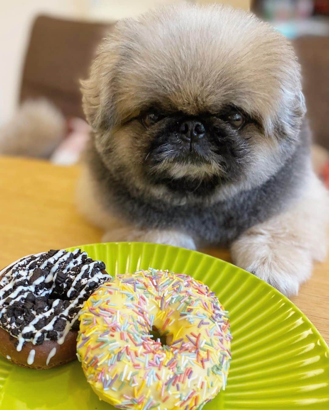 いぶそらのインスタグラム：「美味しそうなドーナツ🍩😋 でもくれないって😒 だから、大好きフリーズドライのササミを、沢山もらったよ🍗🥓😙  good night🌟🌟🌟  #クリスピードーナツ  #フリーズドライササミ #ママクック  #krispykremedoughnuts」