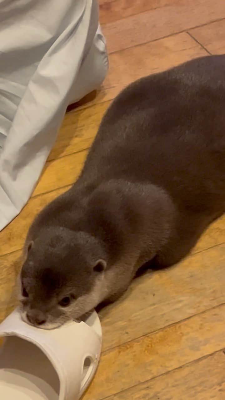 カワウソきなこのインスタグラム
