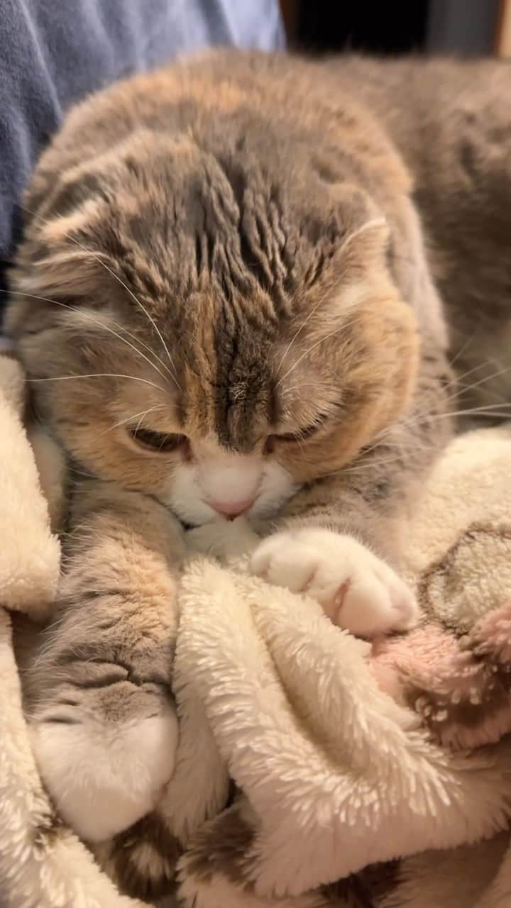 ami____5のインスタグラム：「* 本日のビスケット職人🐈  making biscuits🍪🍪🍪  * * #猫#ねこ#もふもふ#スコティッシュ#スコティッシュフォールド#三毛#三毛猫#まん丸ねこ部#ねこのいる暮らし  #scottishfold #cat #cats #catstagram #kitten #kitty #kittens #petstagram #petsagram #catoftheday #catsofinstagram #ilovemycat #instagramcats #lovecats #lovekittens #adorable #catlover #instacat #fluffy」