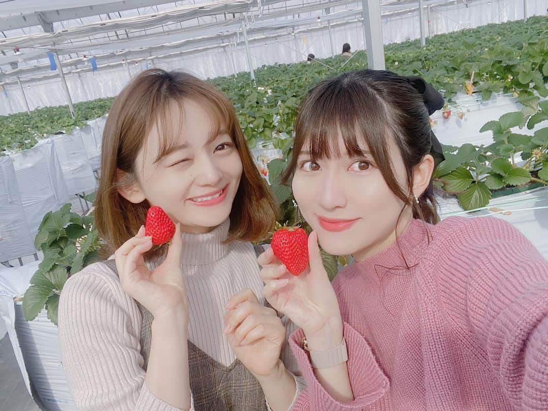 秋波愛のインスタグラム：「✿.*  今期初のいちご狩りは あきと行ってきたよ🍓💕  1粒が大きすぎて20個しか 食べれなかったけど満腹😌💭  大きいのにしっかり甘くて美味しい！ もう1回ここで いちご狩りしたい😤  #ストロベリーノ下田 #いちご狩り  #愛知いちご狩り #名古屋いちご狩り  #strawberryhunting #strawberry  #japanesegirl #cute #kawaii #🍓」