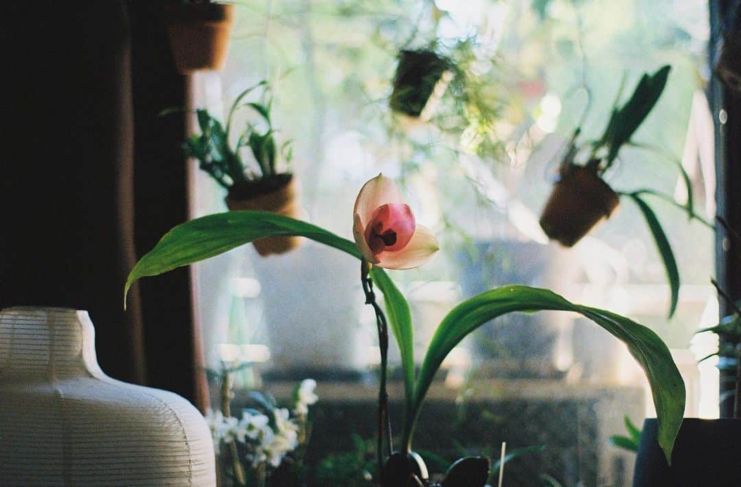 平岡佐智男さんのインスタグラム写真 - (平岡佐智男Instagram)「うちのリカステが咲き乱れました。 立派です。 来年も咲いてくれるように4月に植え替えします。 この時期、ぷくぷくと他の洋蘭も蕾がついてきて、目が忙しいです 洋ランを眺めながらコーヒーを飲みます  #洋蘭 #orchid #リカステ #lycaste #洋ラン #orchids  #filmphotography #contaxaria #filmcamera」3月18日 21時16分 - sachio_coffeeforme