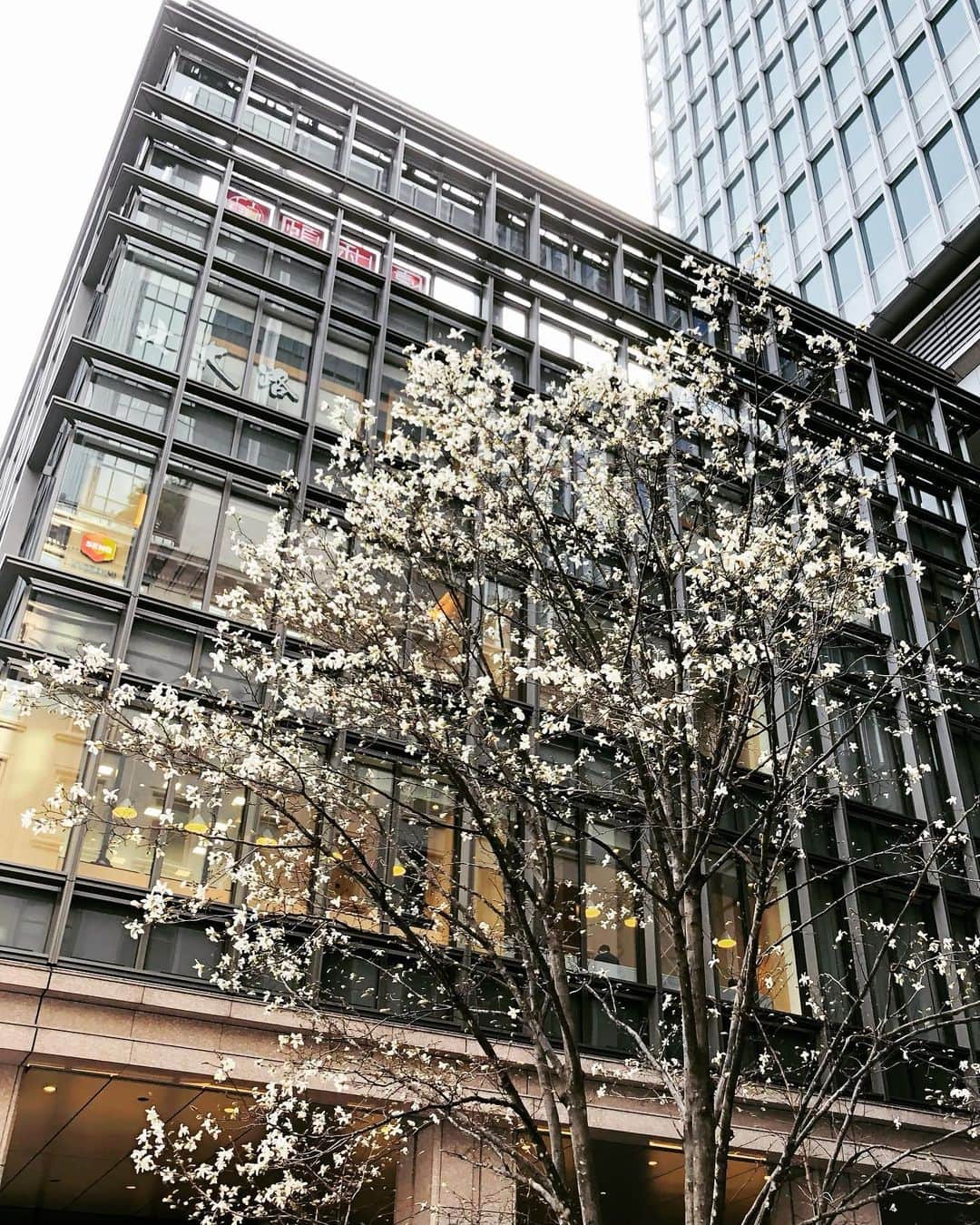 小栗左多里さんのインスタグラム写真 - (小栗左多里Instagram)「日本とドイツの融合を見た。 この京橋のビル、地下にテラス席が並んでていいなと思う。ジオラマ作品も展示中。 都心ではなかなか見ないコブシの大きな木もよかった。ベルリンは都心でもこのサイズが普通だったし、いろんな植物が植えられていて、本当に春は素晴らしかったな。東京も一番美しくなる季節が始まろうとしてる。」3月18日 21時22分 - oguri_saori