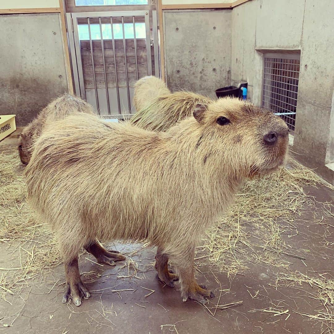 加藤千恵のインスタグラム：「いつかの動物園。友だち親子と一緒に。静岡にこんなに大きな動物園あるの知らなかった！ 愛するカピバラもいて嬉しい。 しかし子どもたちは、動物たちをスルーして、楽しげに走り回っていた。それもまたいい、のか。 （そして息子はこの翌日に、珍しく超高熱となり、旅の予定を大幅に変更したり、一日繰り上げて帰ることになるのだが、このときはまるでわからず。すぐに治ったので、おそらくはしゃぎすぎたせい）」