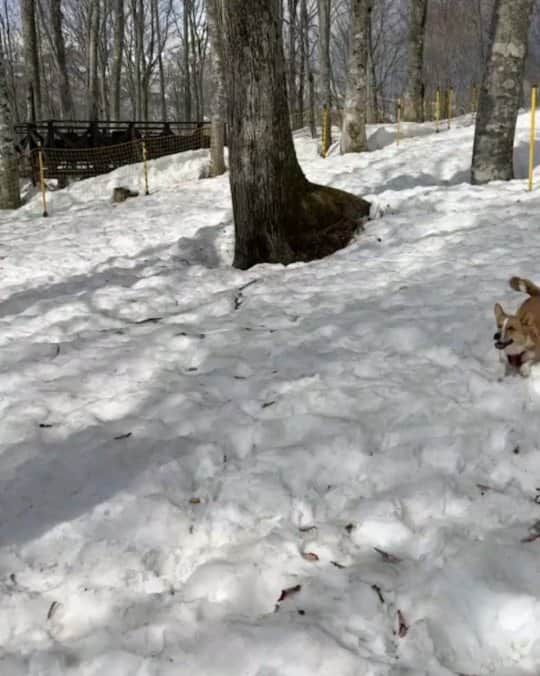 のインスタグラム：「白馬岩岳スノーフィールド山頂森の【ドッグラン】雪がだいぶ減りましたが日中の降雪により明日は白銀の世界に✨絶景の中愛犬家のみなさん是非山頂ドッグランお楽しみください！ ノースエリアのドッグランは明日より少し移動してリニューアルオープンします！！お楽しみに🎵」