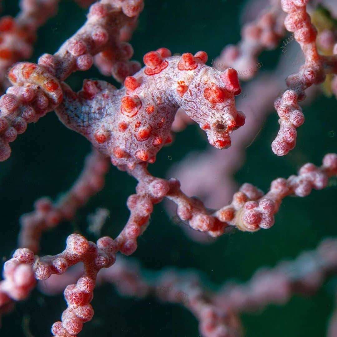 Tim Lamanのインスタグラム：「Are you an underwater photography enthusiast?  Would you like to dive with me in the Raja Ampat Islands of Indonesia, one of the world’s most spectacular diving destinations and a paradise for underwater photography?  I’m leading an underwater photo workshop at @Papua_Explorers resort in August 2023 with underwater photographer @Kizilkaya_Zafer.  Learn all about it at the link in my bio. Raja Ampat offers a wealth of photo opportunities, from pristine underwater landscapes full of fish, to fascinating small critters like pygmy seahorses!  #pygmyseahorse #underwaterphotography #underwaterphotoworkshop #rajaampat #westpapua #indonesia」