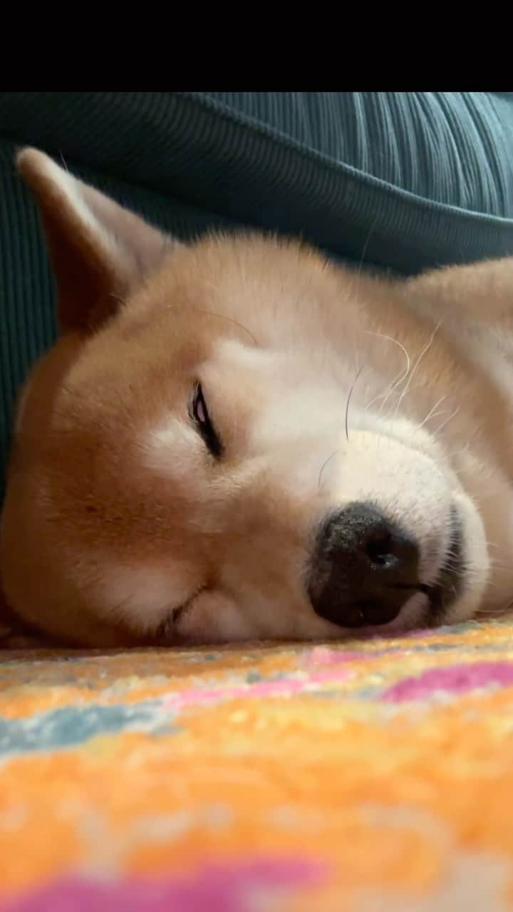 Shibainu Pontaのインスタグラム：「😝」